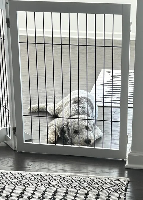 My wife is an ER nurse. If kids need an IV, she shows photos of our pup to calm them down. The 1st is their favorite