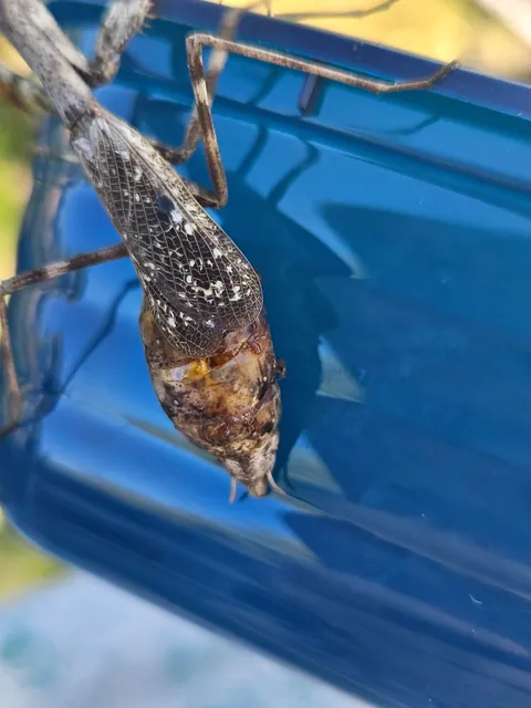 What's wrong with this mantis?