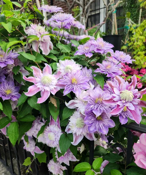 Four years of growing Clematises and they look stunning!