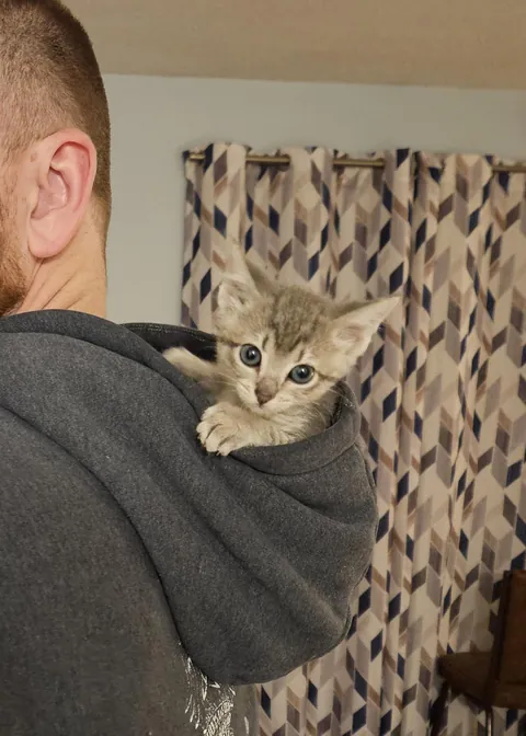 Our kitten Penny crossed the rainbow bridge tonight way too soon.