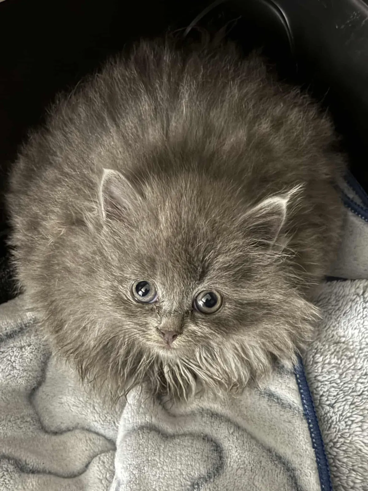 Tiny Cachemire (Cashmere) from our shelter (now in a foster home). I think she’s the fluffiest kitten I have ever seen.