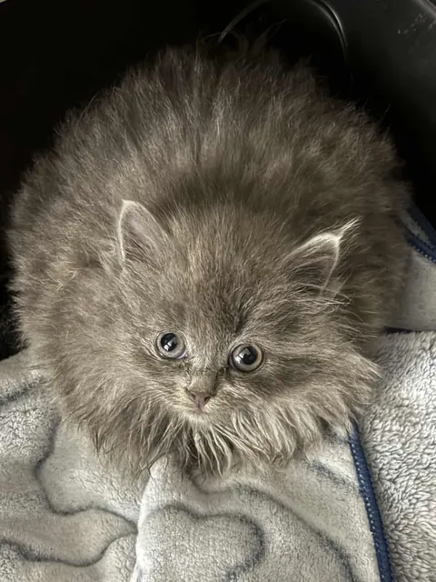 Tiny Cachemire (Cashmere) from our shelter (now in a foster home). I think she’s the fluffiest kitten I have ever seen.