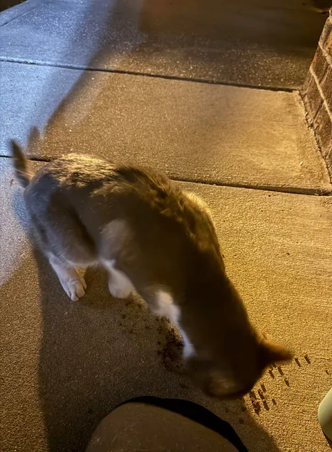 A lost kitty success story