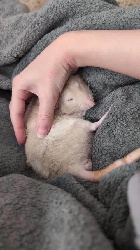 Three weeks ago Wolfgang was almost unhandleable because of hormonal aggression. Then he got neutered and this is him now.