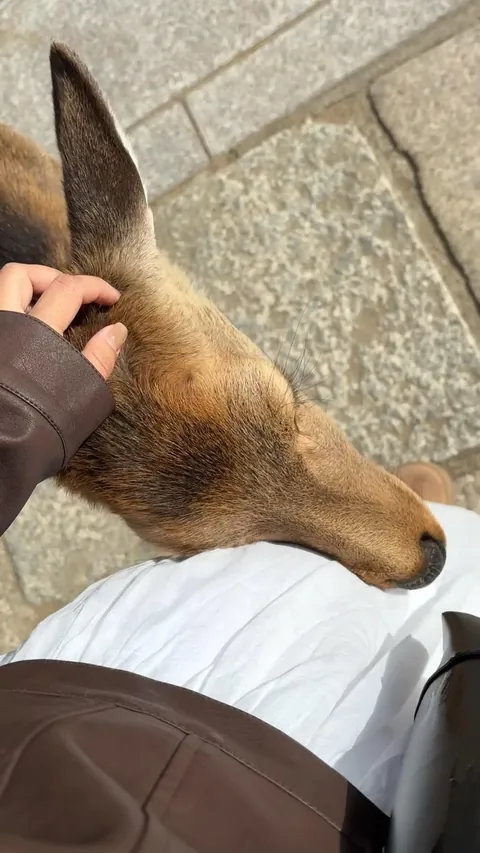 Ran into these two sweet dear at Nara Park today, one of them just walked over and rested its head on my leg.