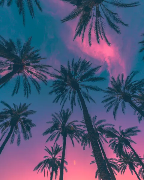 ITAP of Some Palm Trees