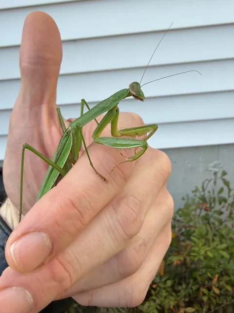 🔥Huge pregnant mantis chilling on my hand