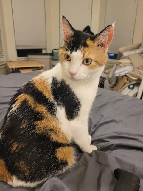 My boyfriend passed away two months ago. This is his beautiful kitty, Chloe. she's forever mine now. I'll always take care of her.