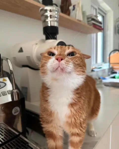 The barista will prepare your latte now