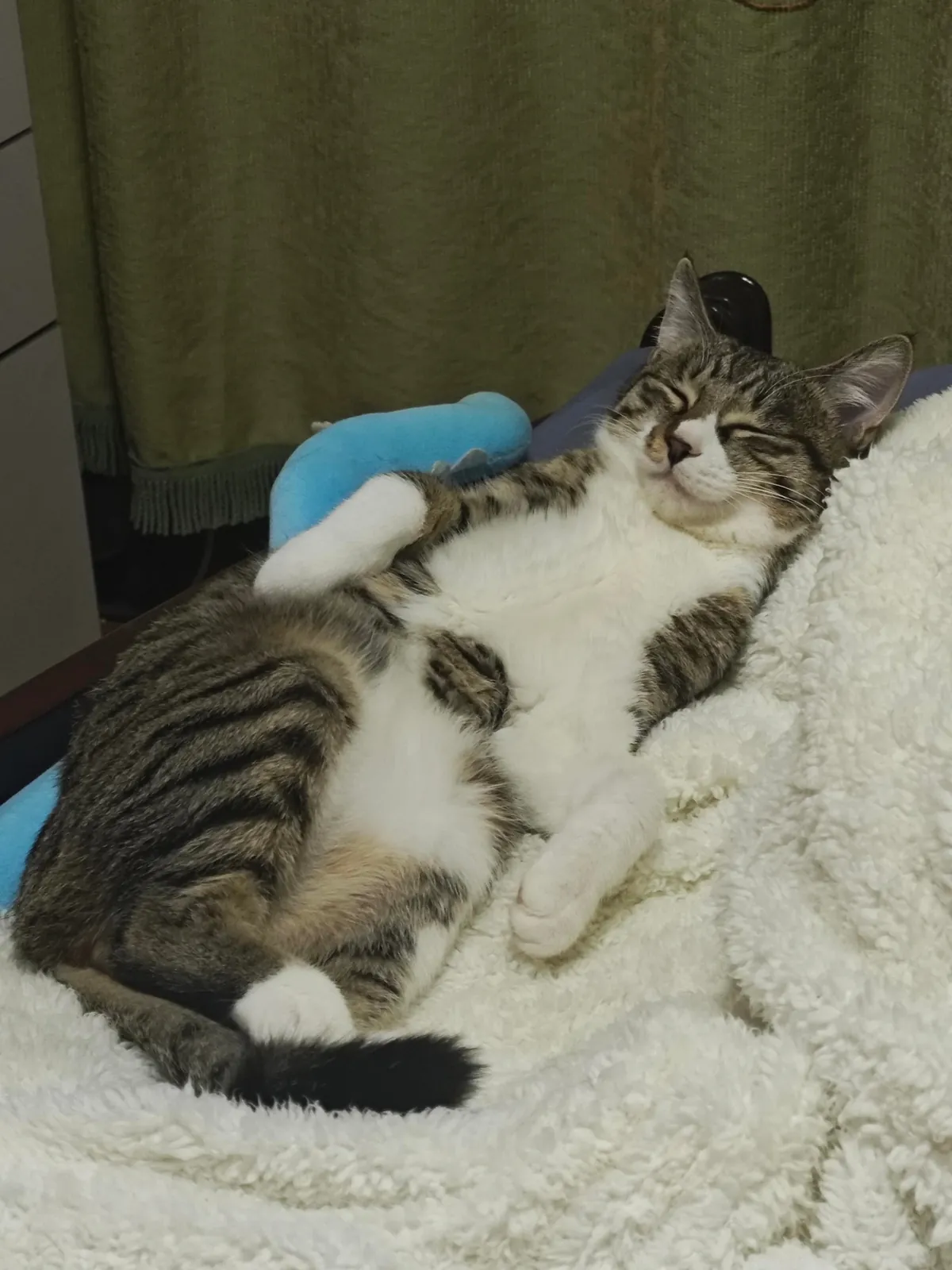 Send me pictures of your cat sleep