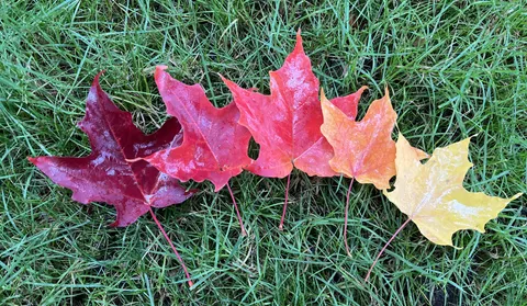 Maple colors just after rain 