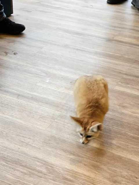 Went to the zoo and had an experience with a fennec fox