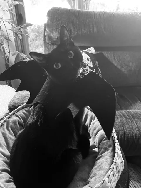 Bat cat!