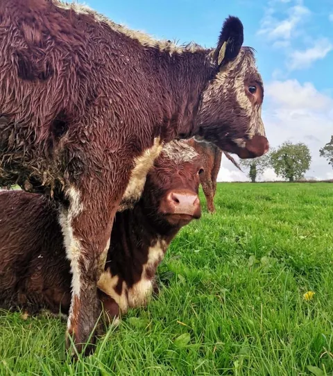 Rose and Willow are never too far apart. I often see them grazing with each other away from the rest of their herd.