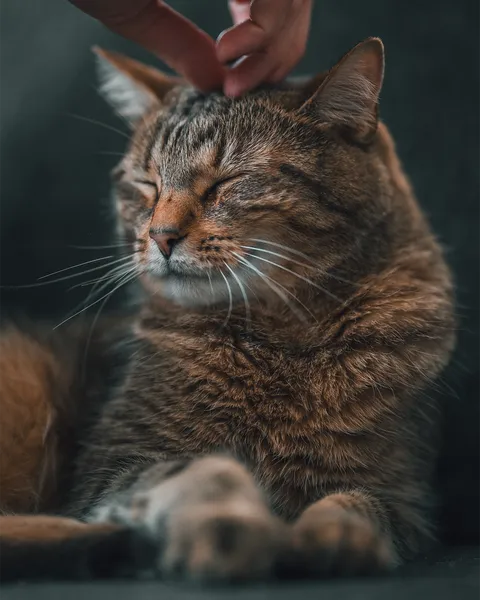 ITAP of our cat, Marley aka Moose
