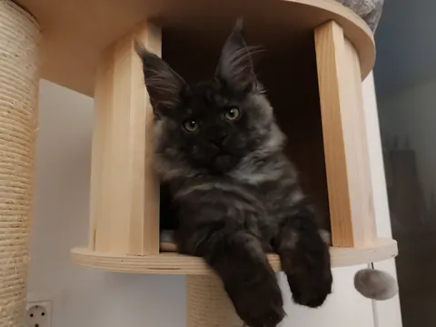 Théoden from 2 to 16 weeks old