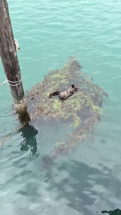 Absolutely adorable! A sea otter mother and her baby are resting on the seaweed!
