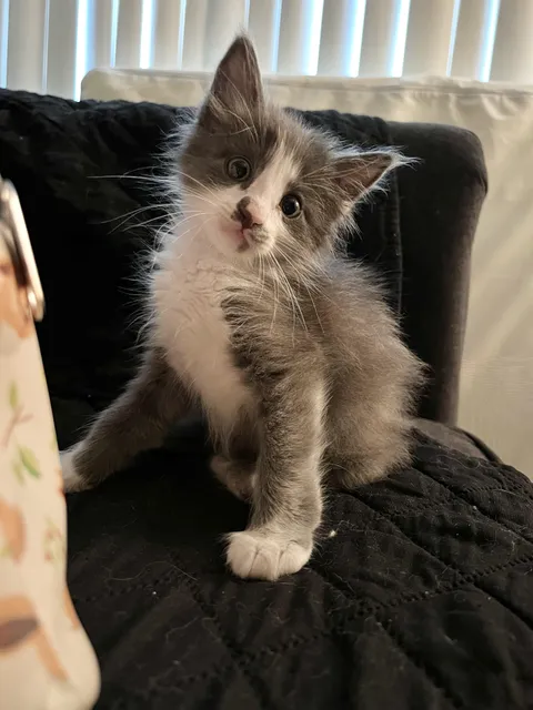 Found this bugger in a parking lot near a busy highway. Had to meow like a doof to lure her out from under a car.