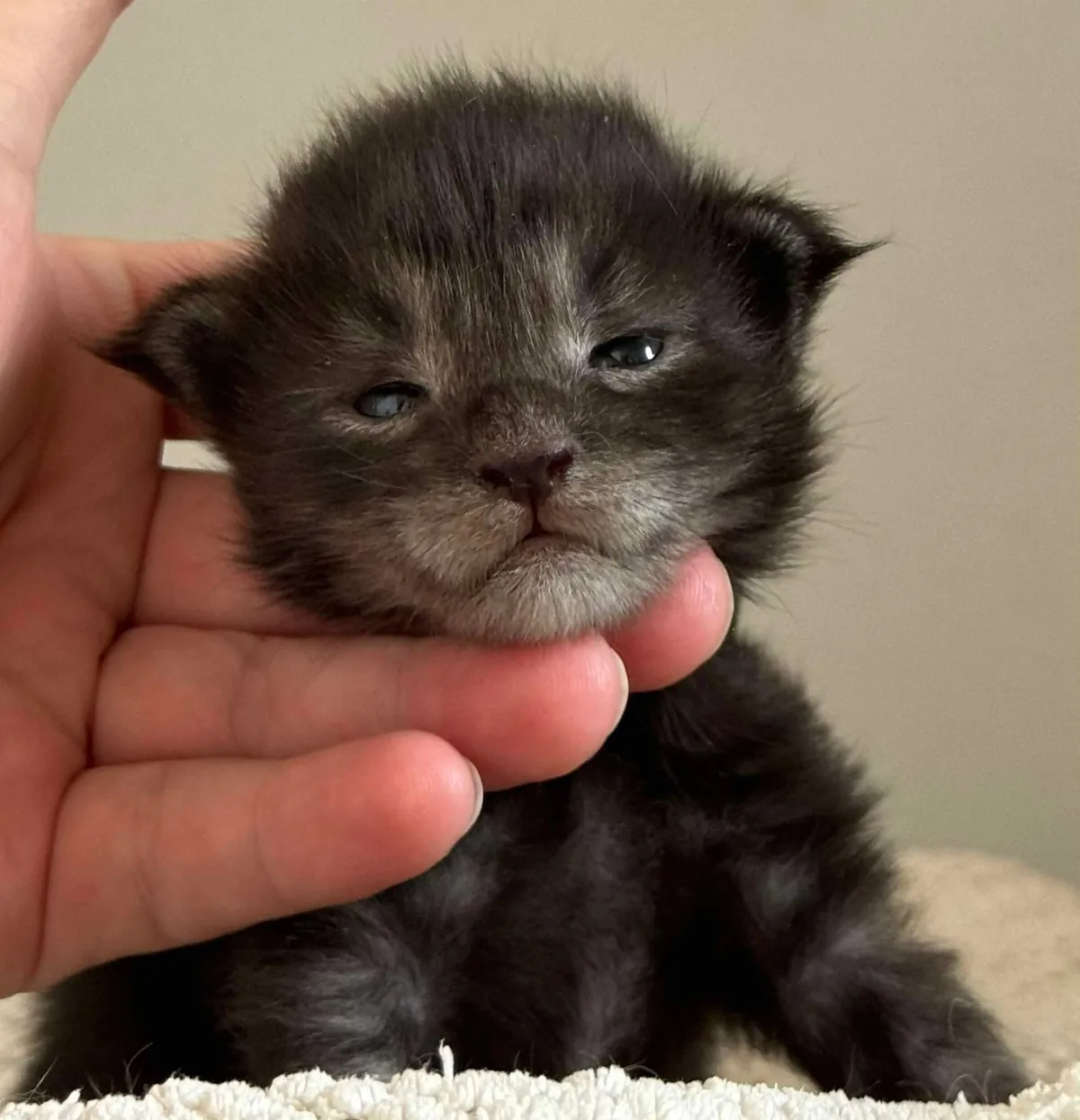 Théoden from 2 to 16 weeks old