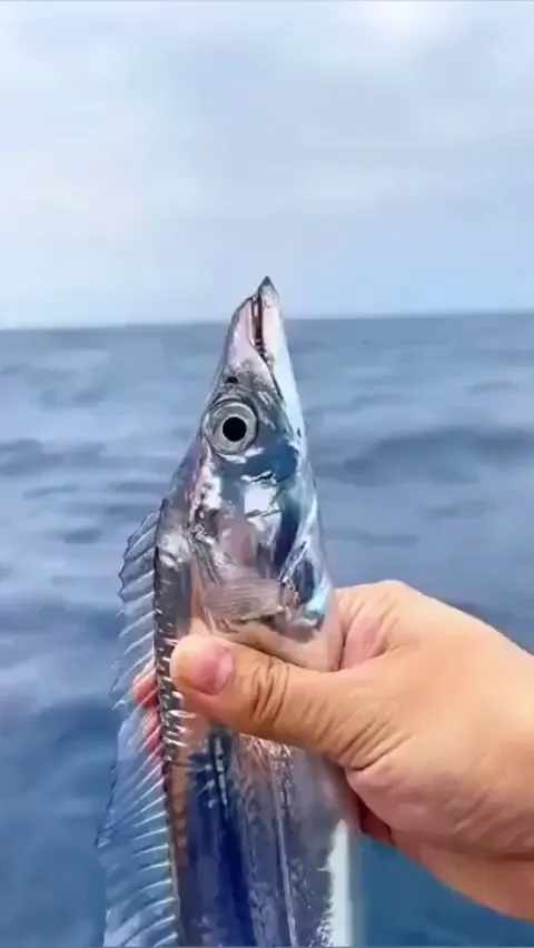 🔥 There are about 45 species of cutlassfishes and they are steely blue or silver in colour, some species even reflecting light like a metal-like mirror