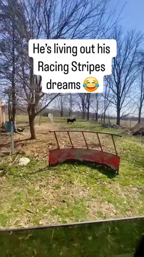 Henry the little donkey never lets you down 