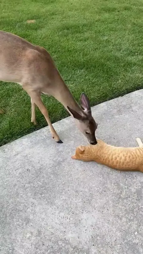 Cat Enjoys Kisses From Friendly Deer