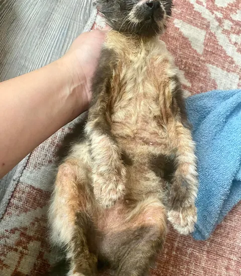 Cosmo’s ✨transformation✨