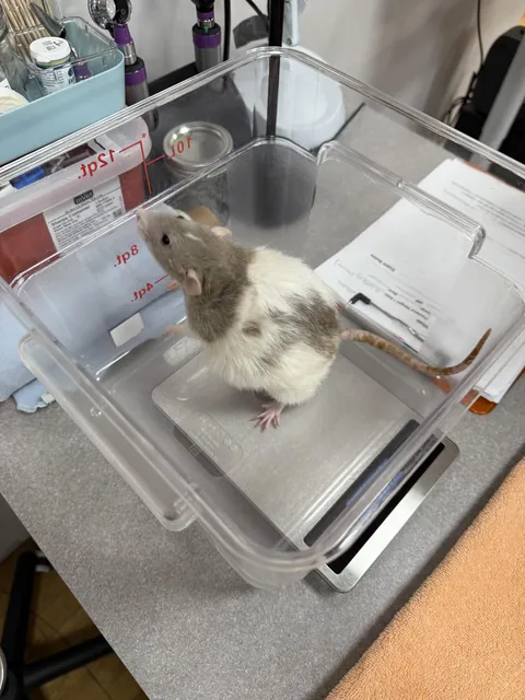 Got scared that Blueberry had tumors. Turns out she’s just fat.