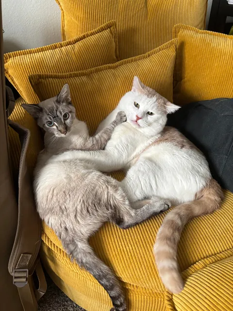 Rest in Peace Baby Breezy (FIP) Need Advice with Grief