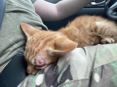 Pulled this guy off the side of the highway today