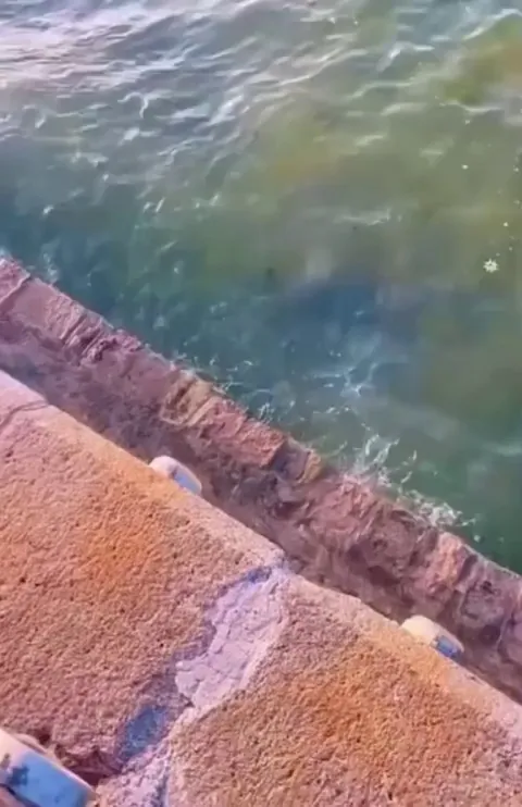 Dog picks up trash from the sea and puts it in the trash can