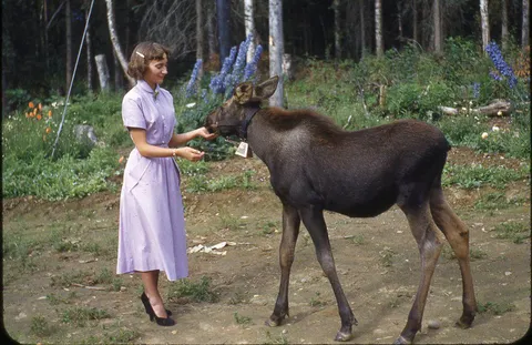 My mom as a teenager with a moose calf in Alaska, 1952.