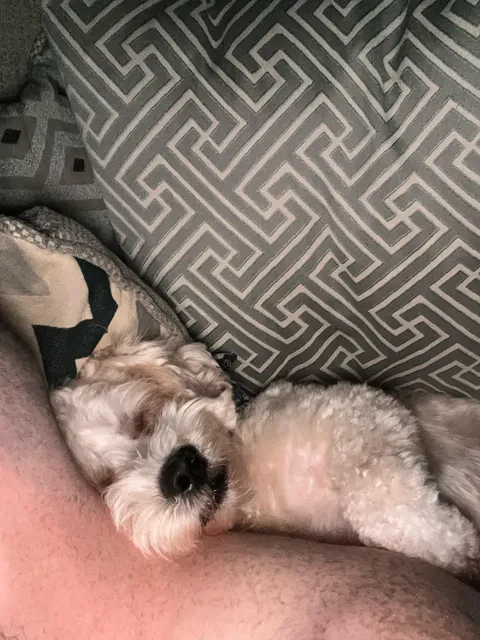 Had to sleep on the couch last night and woke up to something furry attached to my back