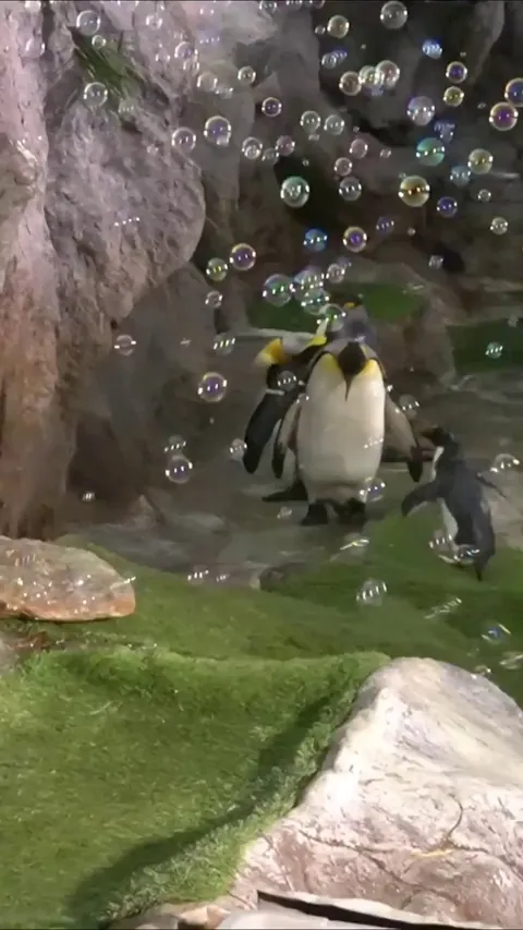 Penguin losing it's mind over bubbles 🫧