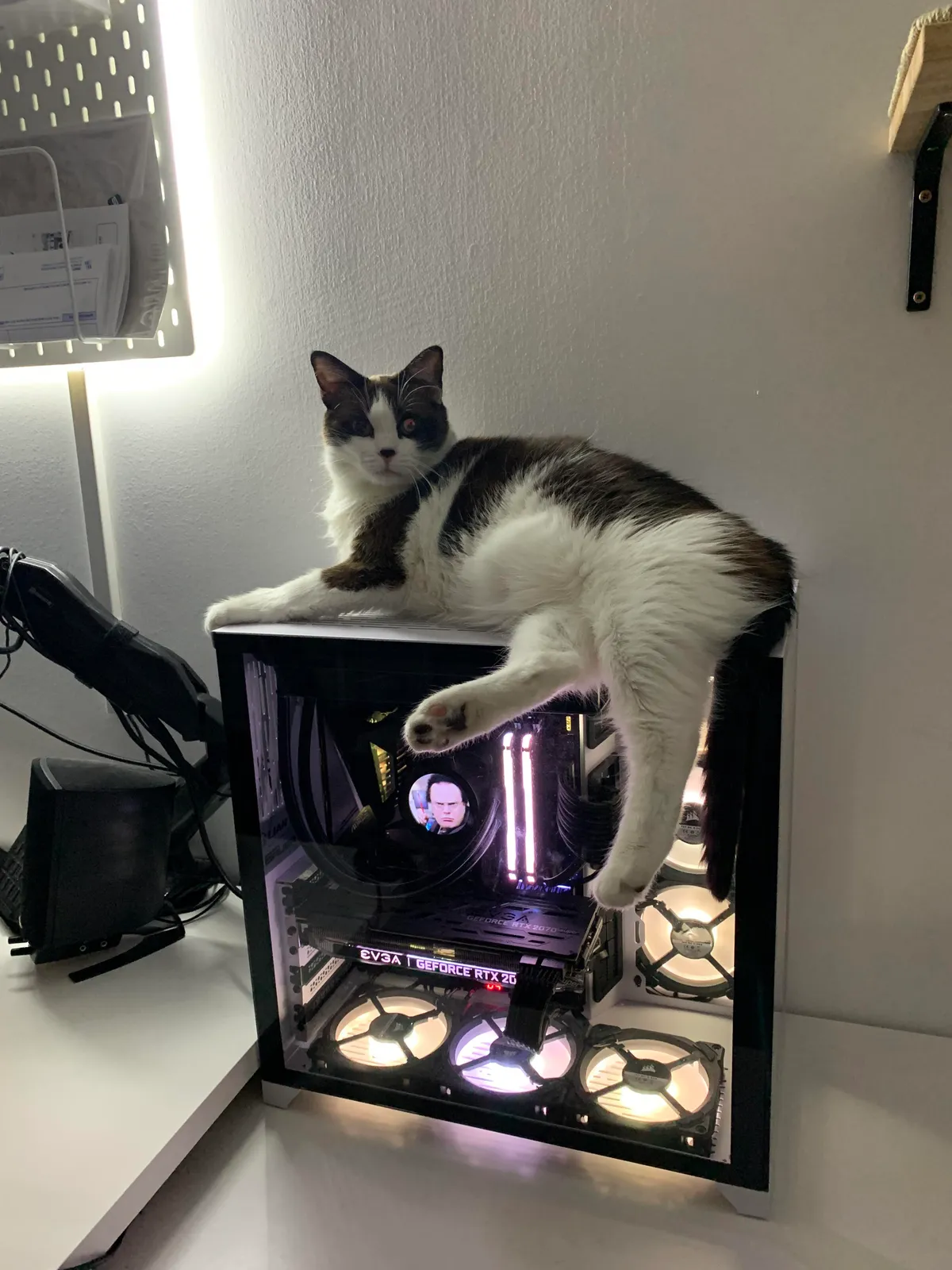 How do I keep my cat off my PC??