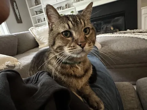 My cat “Biscuits” passed away today. Please send pictures of your kitties as a tribute to him.