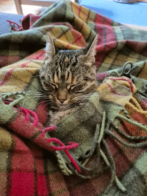 It's getting colder so I started tucking Miso in. At first she was a bit confused but now she really enjoys it 😊