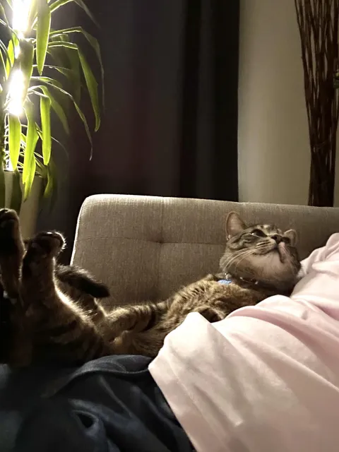 I love it when the neighbor’s cat visits.