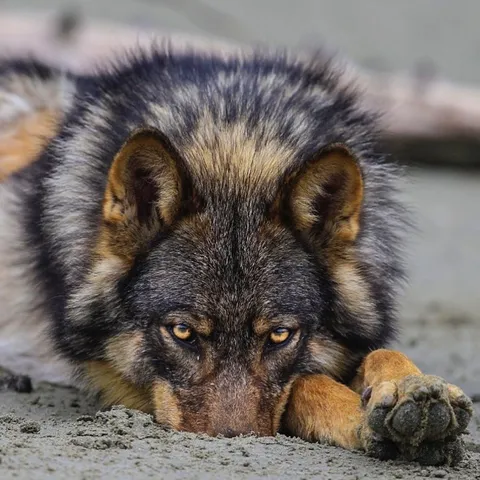 🔥 Female wolf dug a hole in the ground, stuck her snout in, and stared down the photographer 🔥