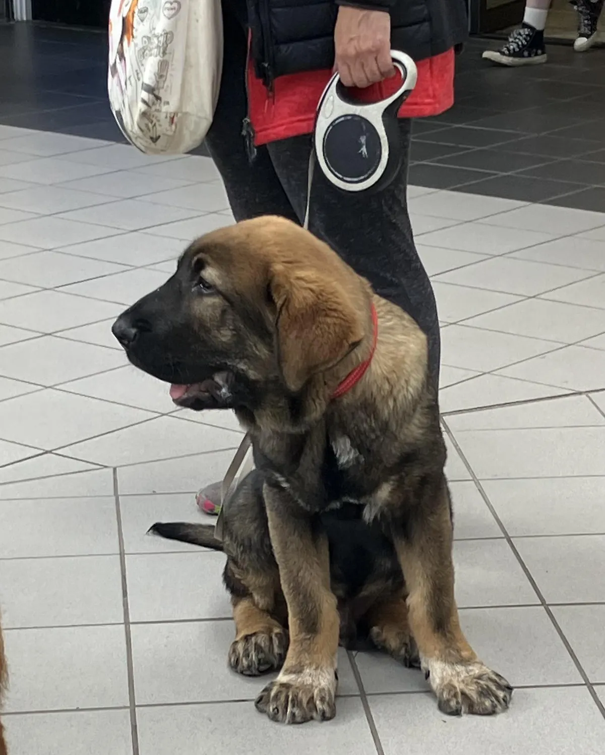 Met this adorable 4 month old Mastiff pup on a recent trip to Scotland