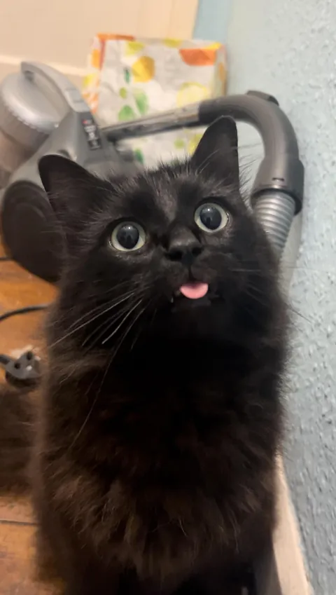 My sweet boy just had emergency surgery