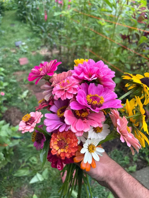 First year flower farm update