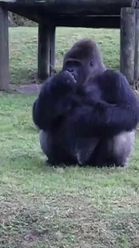 a gorilla using sign language to tell zoo visitors not to feed it