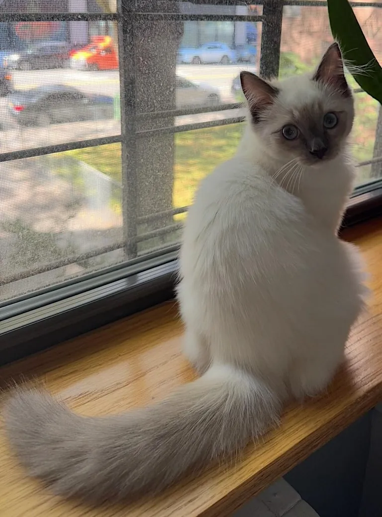 Baby Floof Luna ✨🤍