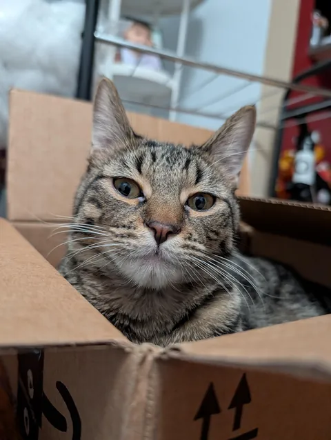 My cat enjoying a new box