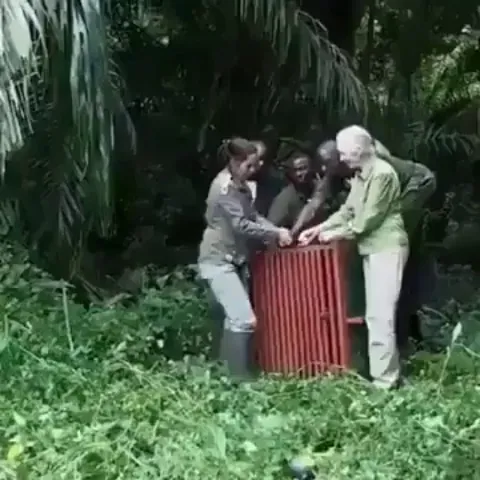 Jane Goodall and team release a rehabilitated chimp back into the wild.