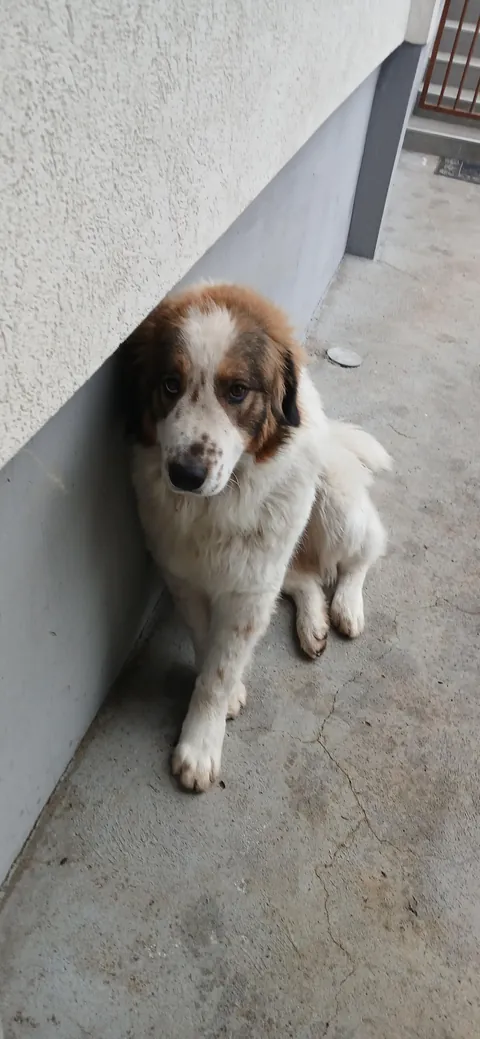 My Bosnian Shepard-Tornjak ,he has 10 months