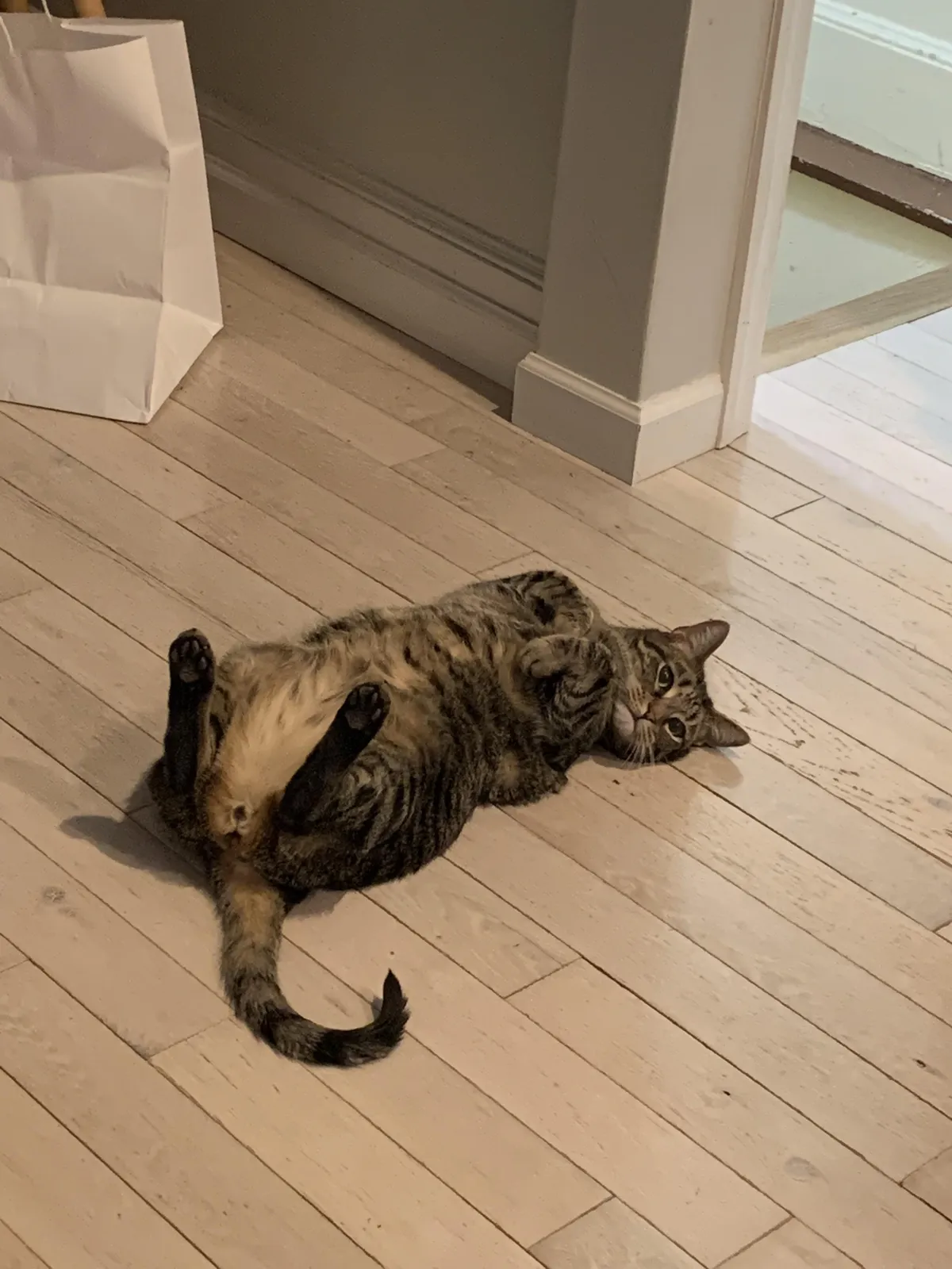 Just wondering: does your cat know their own name?