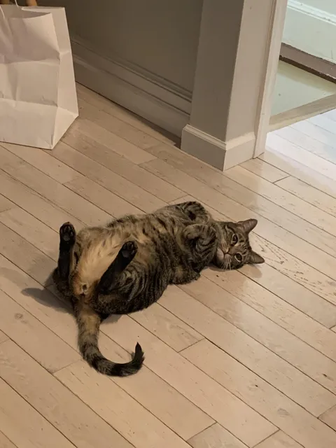 Just wondering: does your cat know their own name?