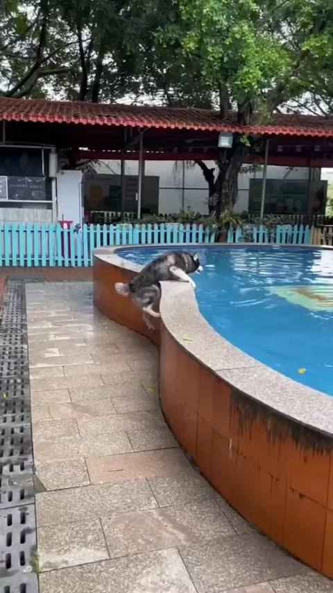 Steps Are for Amateurs; This Husky Prefers the Hard Way